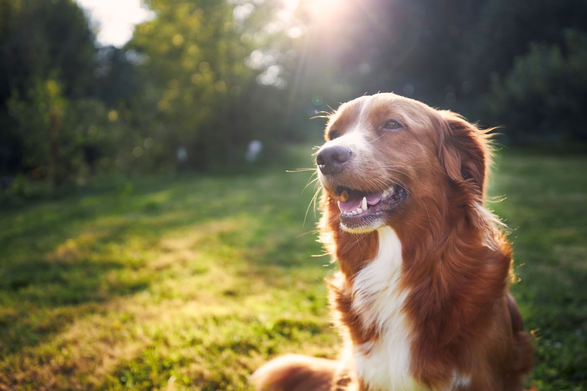 Hund vermisst Stuttgart — Die ersten Schritte zur Suche