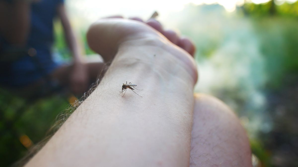 Insektenstiche in Stuttgart: Erste Hilfe, richtige Behandlun