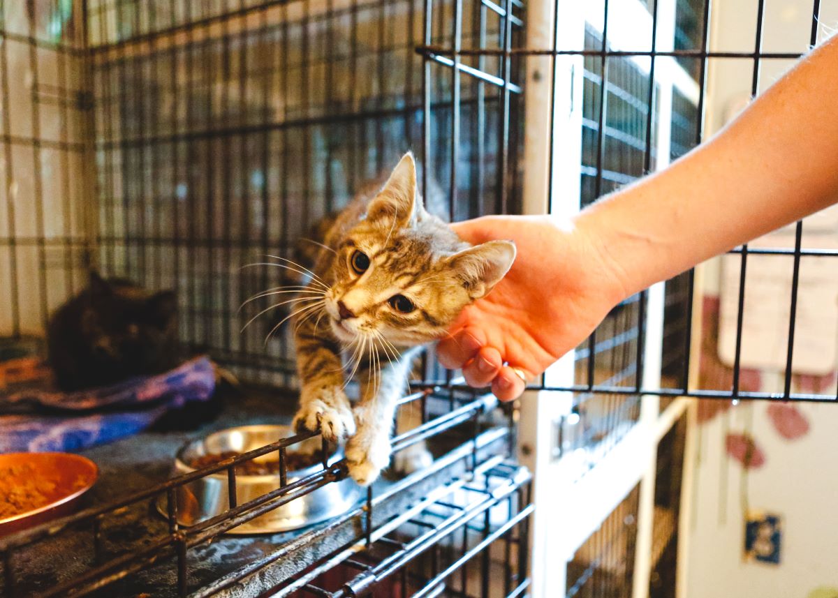 Katze mikrochippen Stuttgart: Warum es wichtig ist