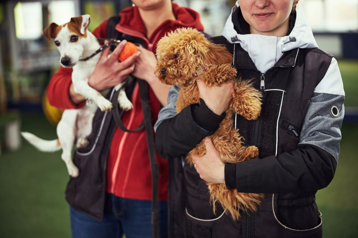Tier aus dem Tierheim adoptieren in Stuttgart